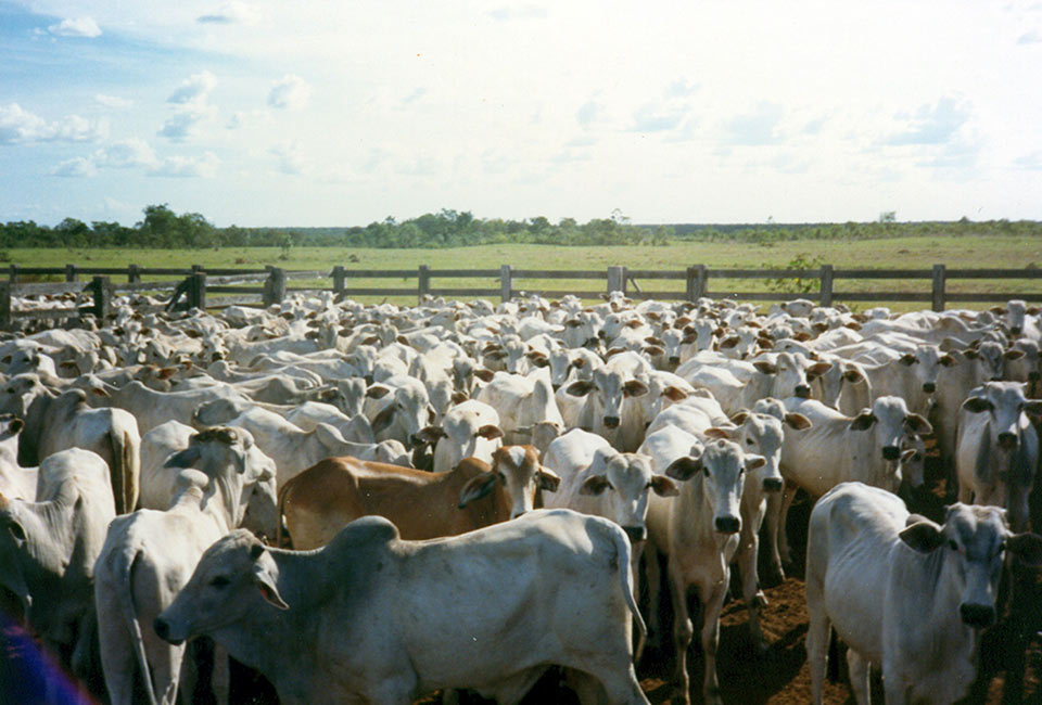 Establecimiento, Manejo y Utilización de Maní Forrajero (Arachis pintoi), Asociado con Gramíneas para Sistemas de Producción de Carne o Leche
