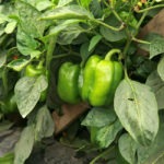 Diferentes Maneras para Cultivar Ají o Pimentón en Huertos Caseros en Panamá