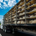 Nuevos cursos en la plataforma del IICA: Transporte de bovinos y aves