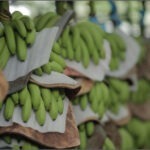 Empacadoras Panameñas Exportarán Bananos a China