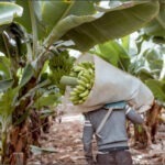 Banano: un cultivo fundamental para la seguridad alimentaria