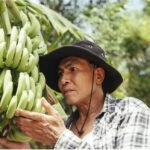 Se disparan alarmas en Perú y Ecuador por “pandemia del banano” y expertos piden cooperación público-privada para enfrentar la plaga