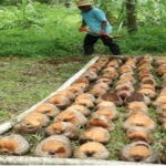 Se reactiva la cosecha de coco en Colón