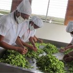 FAO: “Cooperativas y organizaciones de MIPYMES, claves en la transformación de los sistemas alimentarios”
