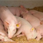 Presencia de peste porcina africana en las Américas pone en riesgo seguridad alimentaria y exige un esfuerzo regional para contenerla y erradicarla, advirtieron expertos