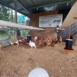 Emprendedor panameño lanza proyecto de mejoramiento para galeras de pollo