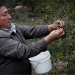 Desde la Araucanía, en Chile, productor mapuche lanza aceite de oliva de clase mundial