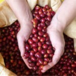 Agroexportadores panameños obtienen registro para exportar café y cacao a China