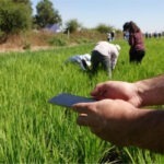“Investigación participativa”, la base para un arroz más sustentable en Chile