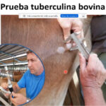 Avances de la investigación de tuberculosis humana y animal en Panamá