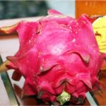 Panamá declara al cultivo de pitahaya como prioritario y de importancia