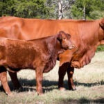 La raza Beefmaster sobresale en características reproductivas