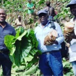 Cultivo de taro, hortaliza de gran valor nutricional, para apuntalar desarrollo y capacidad productiva del sector rural